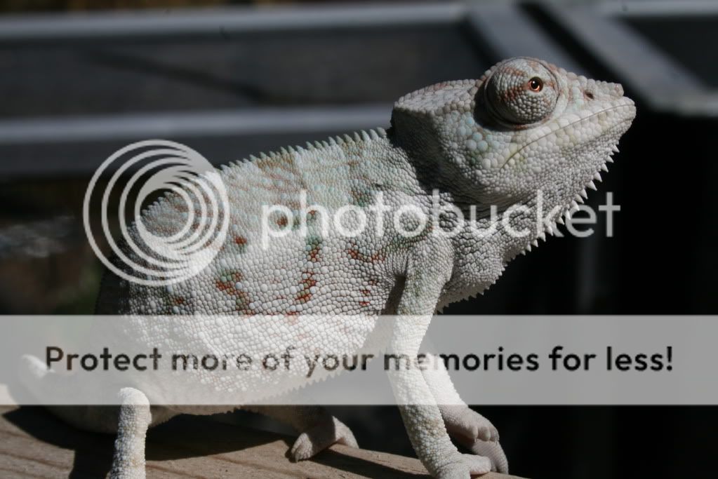 eospics9-19-09010-2.jpg