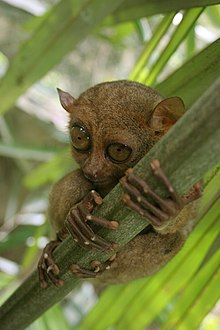 220px-Tarsier-GG.jpg