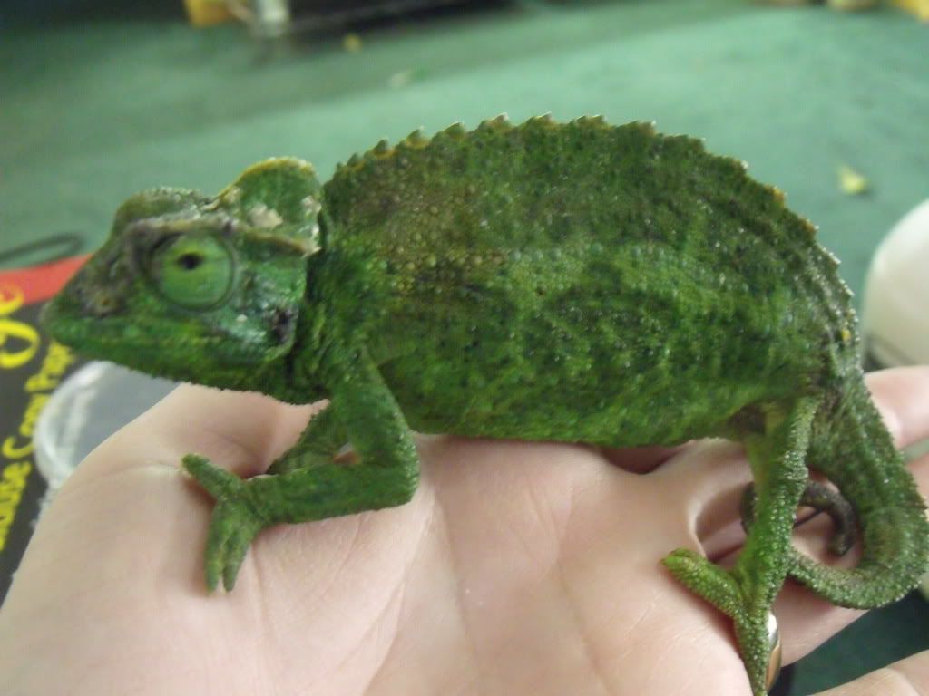 2010_0427chams0020.jpg