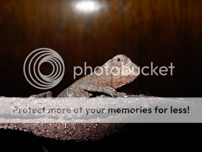 DSCN5237.jpg
