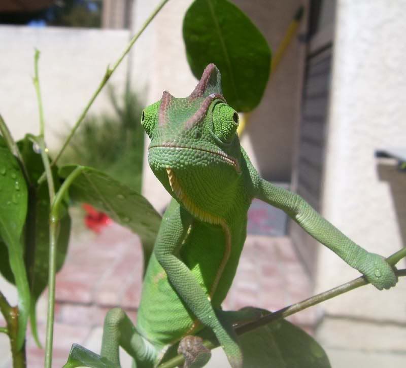 Suave.jpg