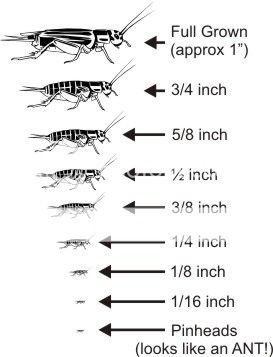 cricketchart_zps0860756d.jpg