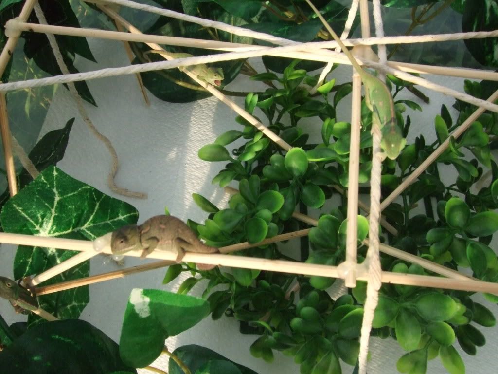 pics036.jpg