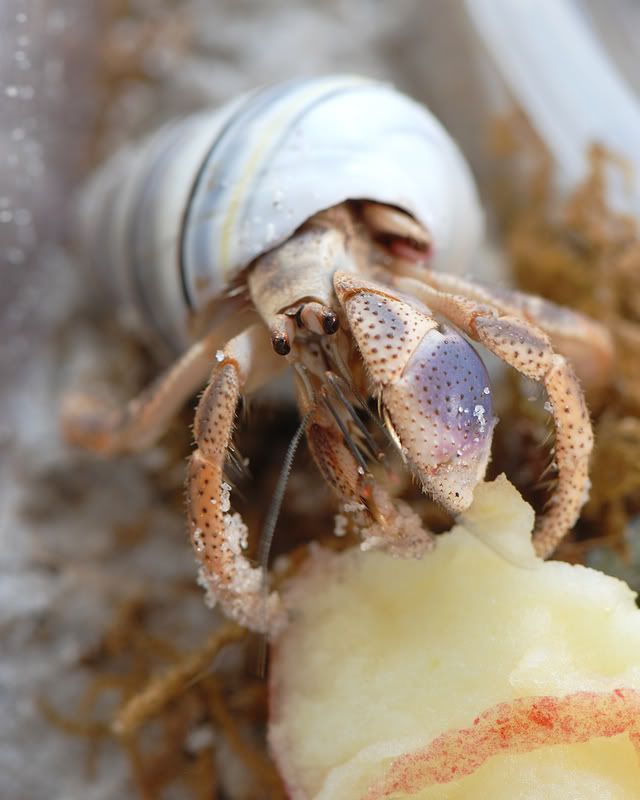hermitcrab2.jpg