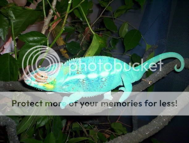 lizards028.jpg