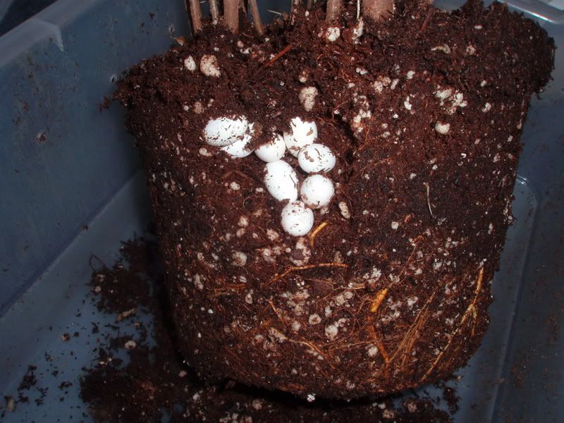 Eggs003.jpg