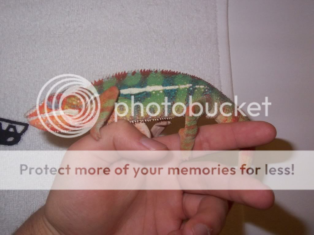 Chameleon3.jpg