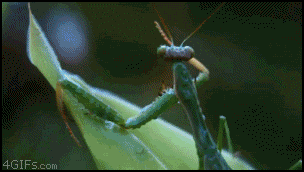 Chameleon_eats_mantis.gif