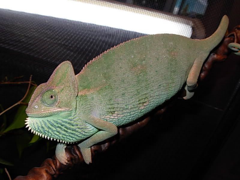 DSCN3226.jpg