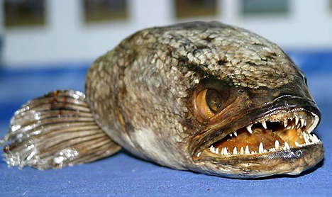 snakehead_468x278.jpg
