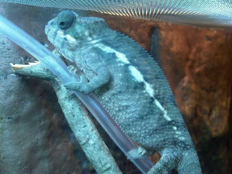 chameleon3029.jpg