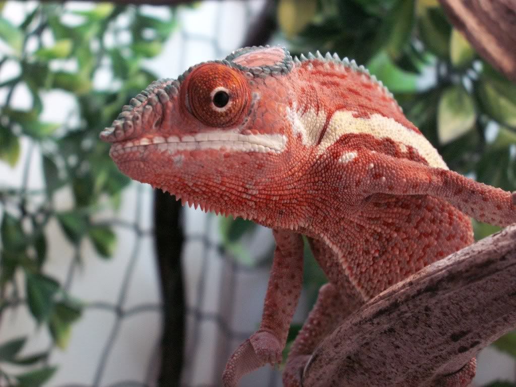 porkchop.jpg