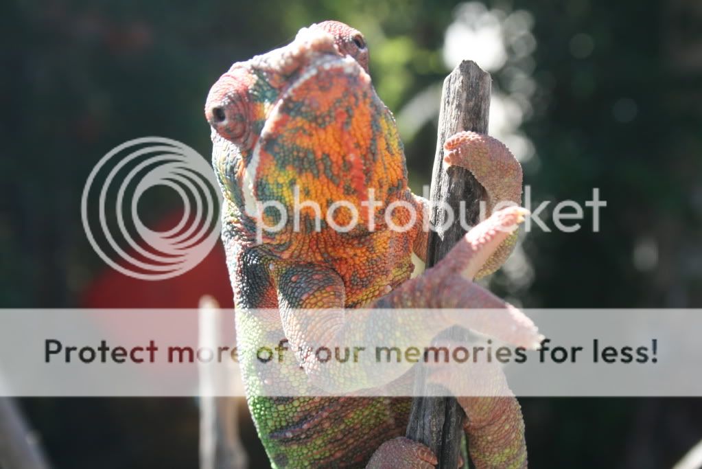 eospics9-19-09066.jpg