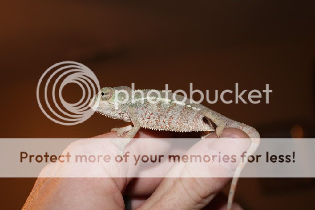 Falybabies065.jpg