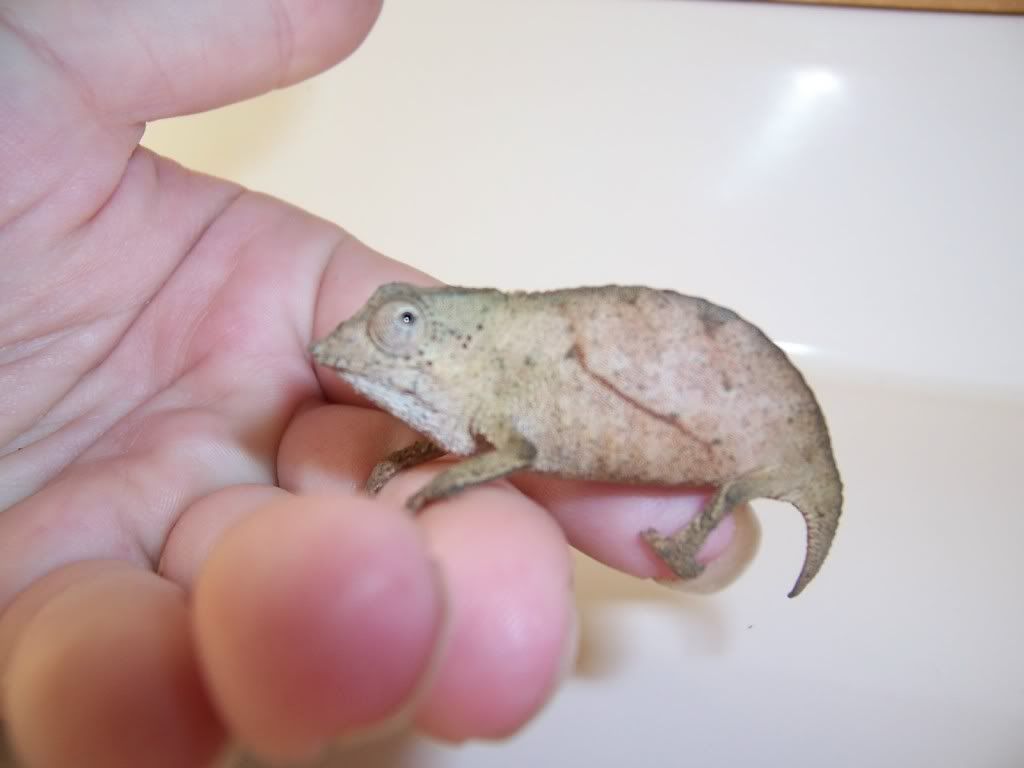 cham6.jpg
