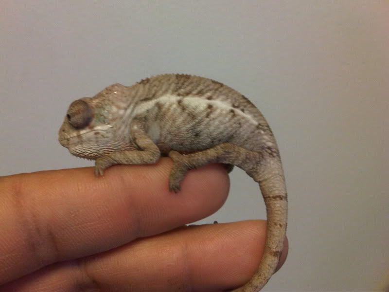 chameleon3006.jpg