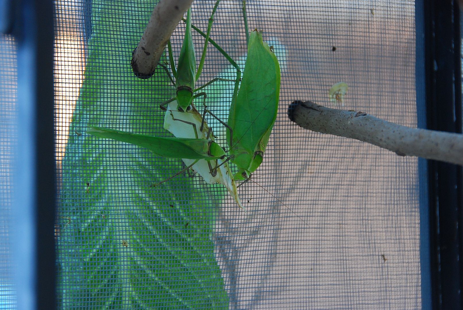 Heras1stoutingMufasasnetKatydidsSadie6312028.jpg