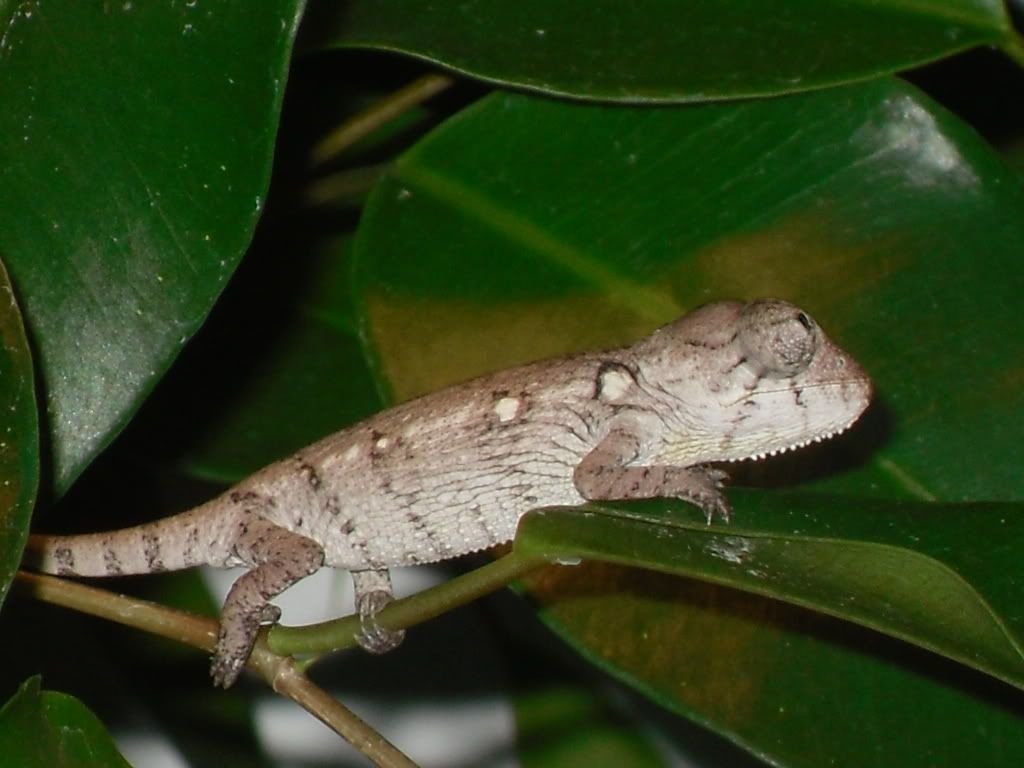 SDC11250.jpg