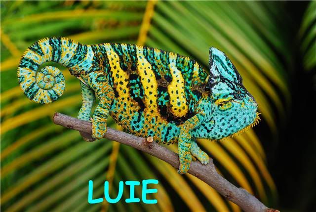Luiebluewords.jpg