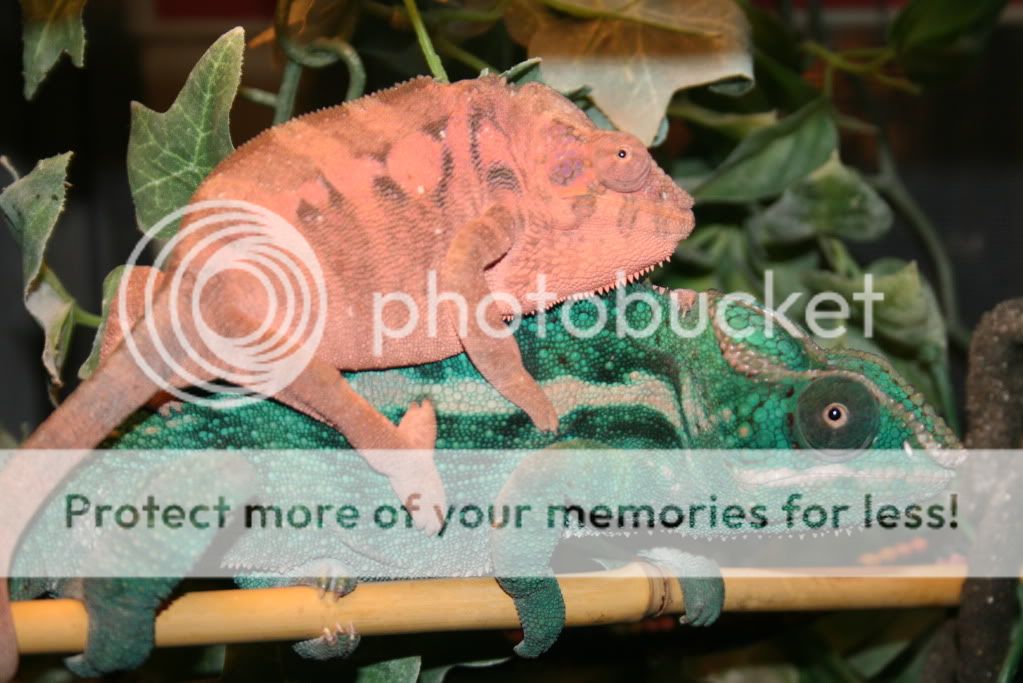 eospics9-19-09001-13.jpg