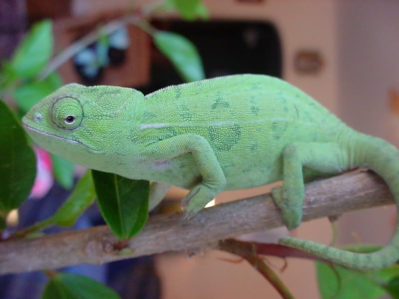latsandskinks10-20-08001.jpg