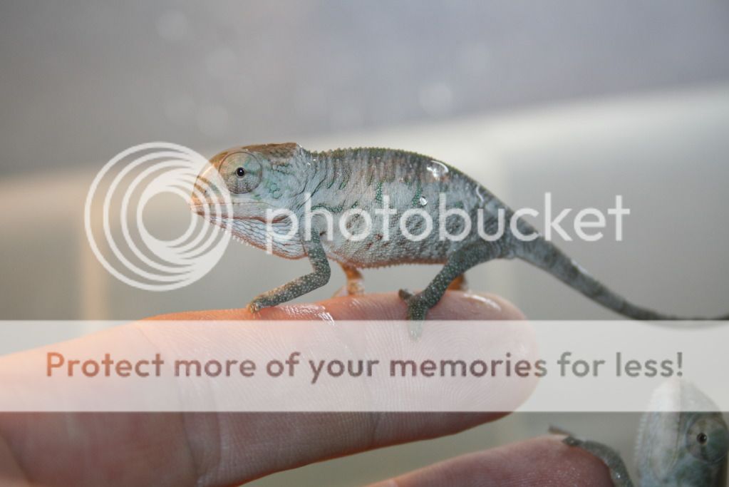 tritonfalybabies006-1.jpg