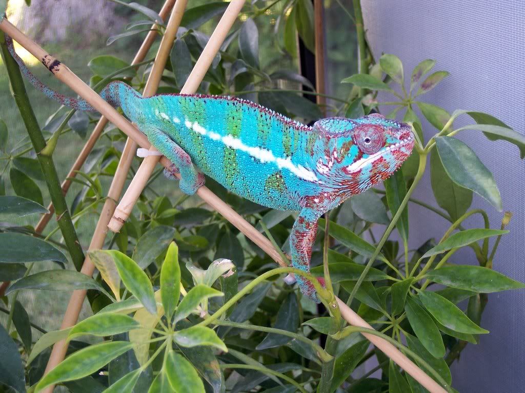 chameleon.jpg