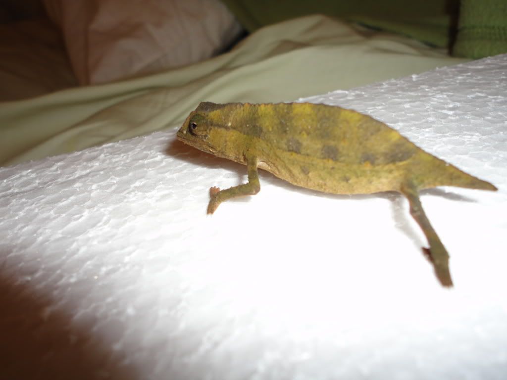 DSC00514.jpg