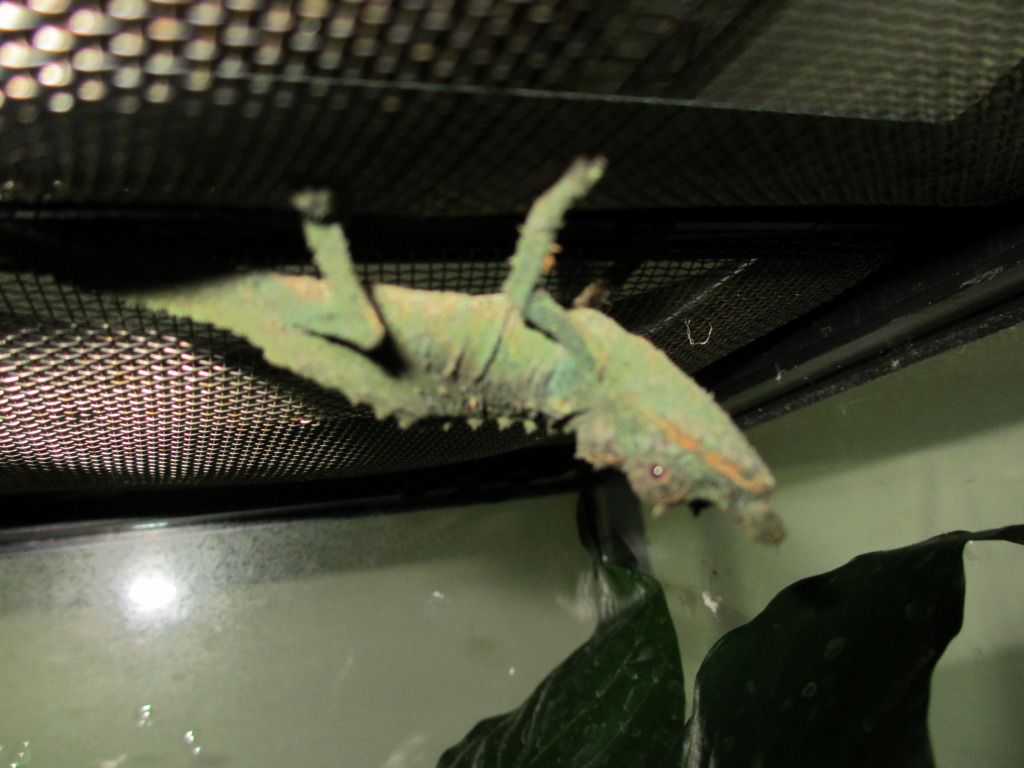 pygmy016.jpg