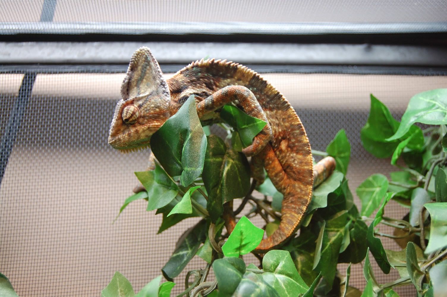 DSC_00032.jpg