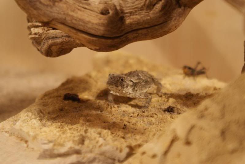 phrynosoma_02.jpg