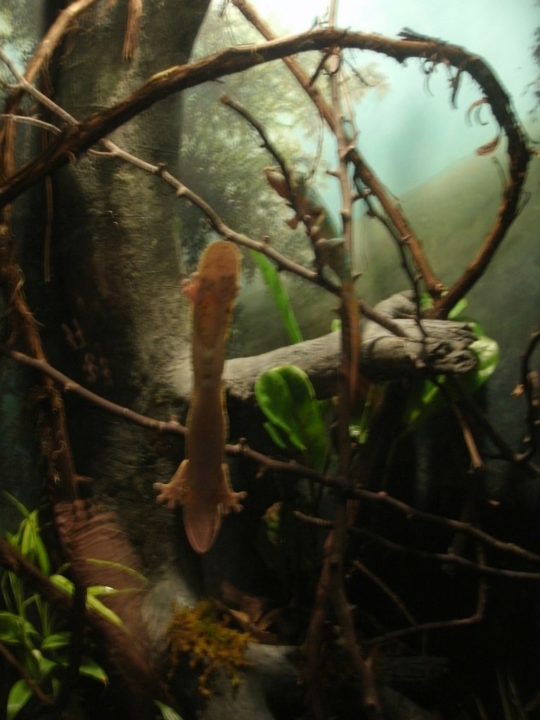 5705070754_cf170913cb_b.jpg