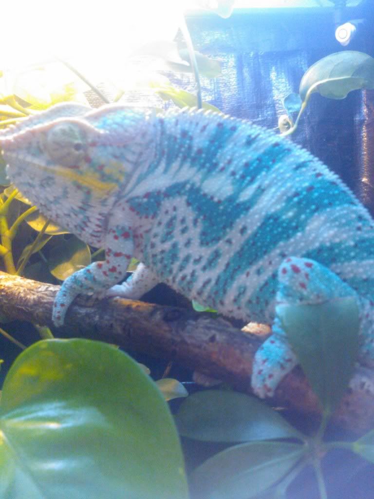 WP_000445_zpsc1827740.jpg