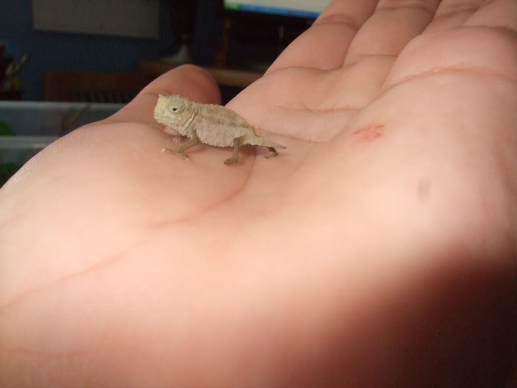 pygmychameleon004.jpg