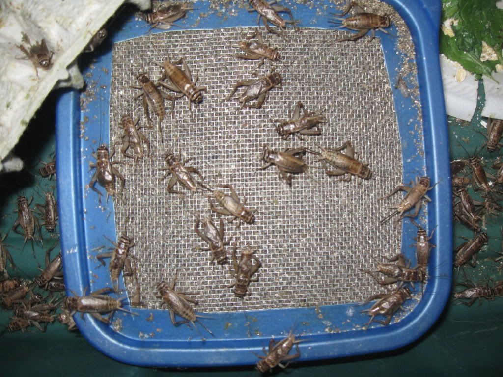 Cricketeggcontainer.jpg