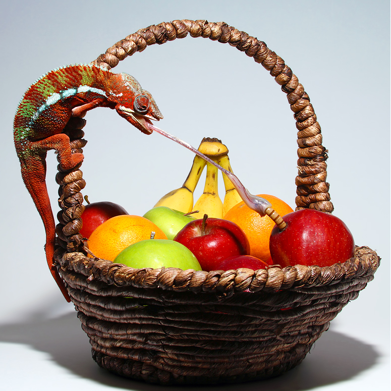 Fruit%20Basket.jpg