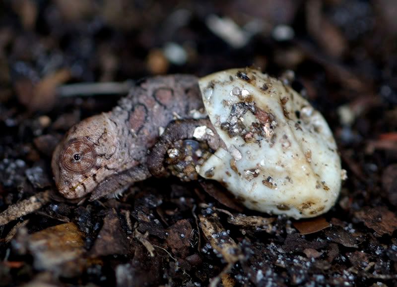 BabypantherhatchingPB.jpg