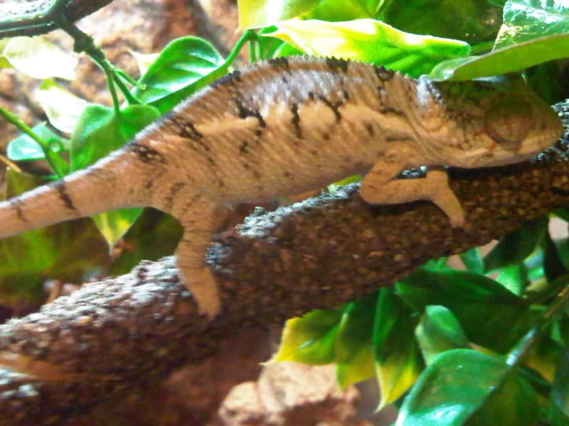 chameleon3009.jpg
