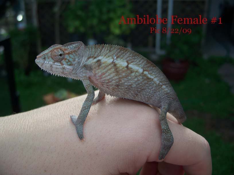 female1-1.jpg