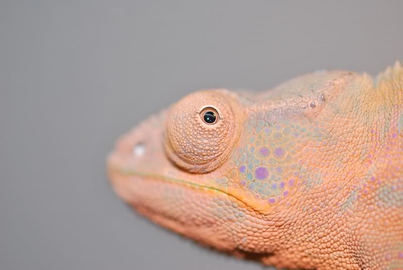 femaleeye.jpg