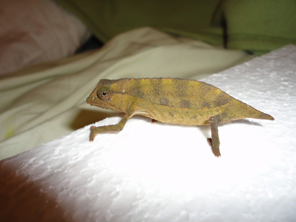 DSC00515.jpg