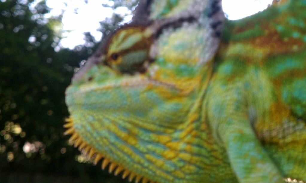 IMAG0068.jpg