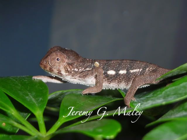 DSCN7116-1.jpg