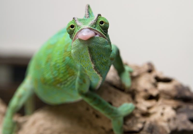 06262011_Oozle3.jpg
