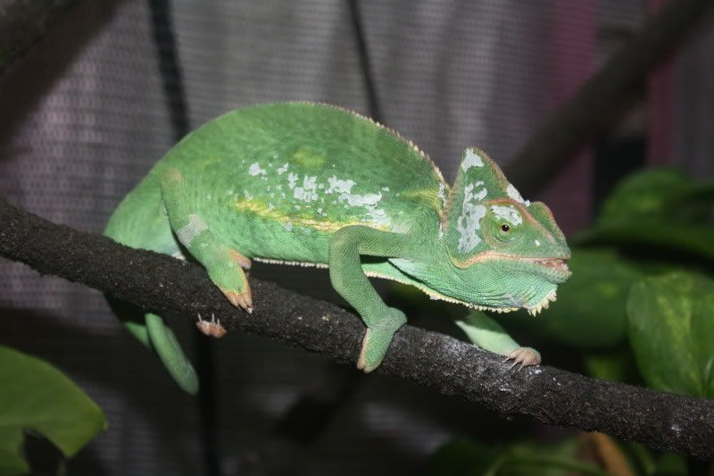 pascal4.jpg
