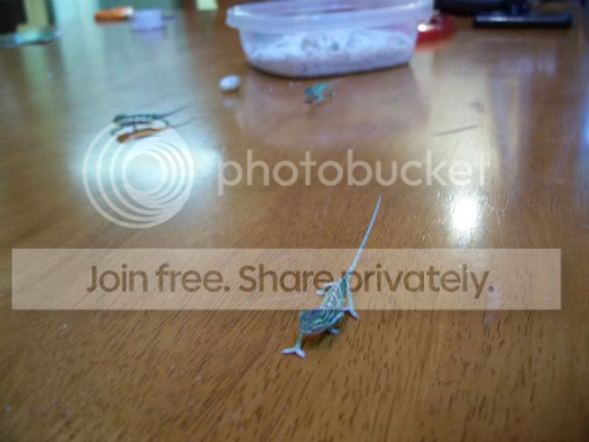 100_5827.jpg