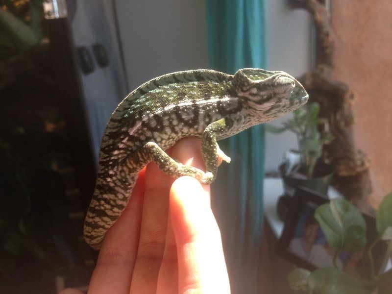 Telo%20basking.jpg