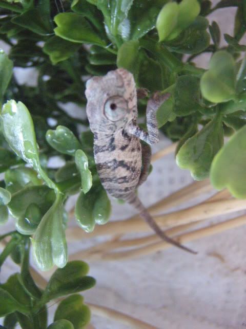 MyChameleons017.jpg