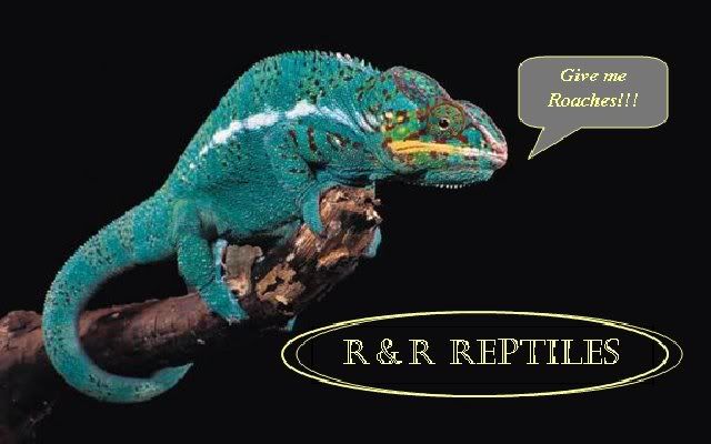 chameleon20logo1.jpg