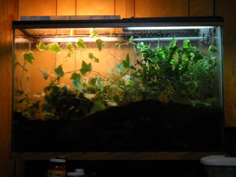 PygmyViv008.jpg